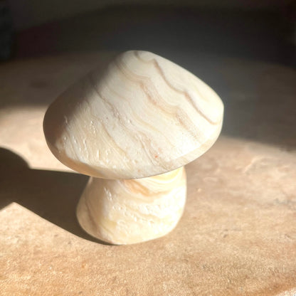 Zebra Aragonite mushroom 5.5CM