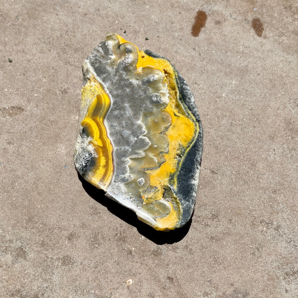 Bumble Bee Jasper slice 7.5CM