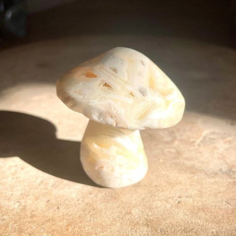 Zebra Aragonite mushroom 5.5CM