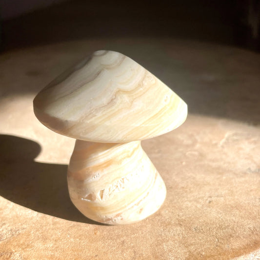 Zebra Aragonite mushroom 5.5CM