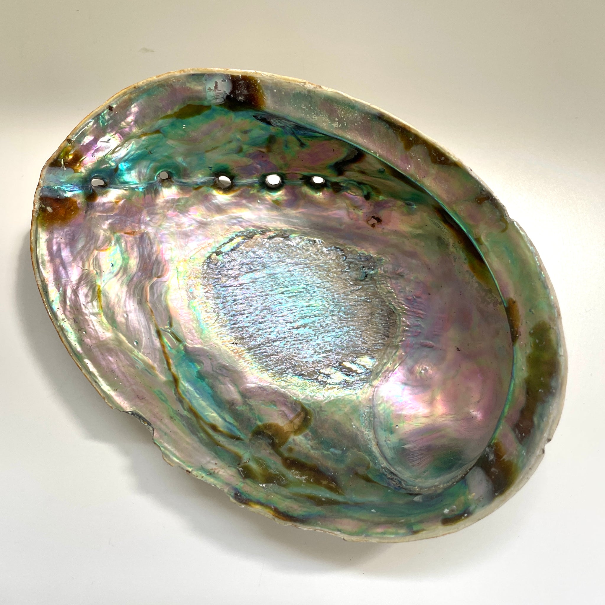Abalone Shell sitting on white background.