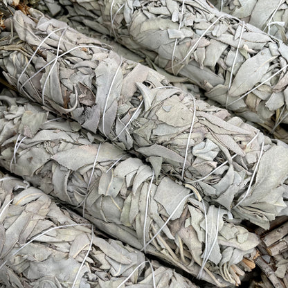 Close up of White Sage Smudge Sticks